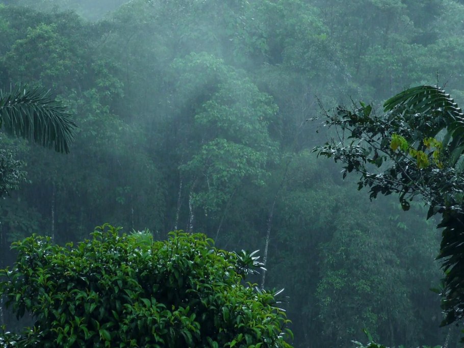 Штат Саравак джунгли