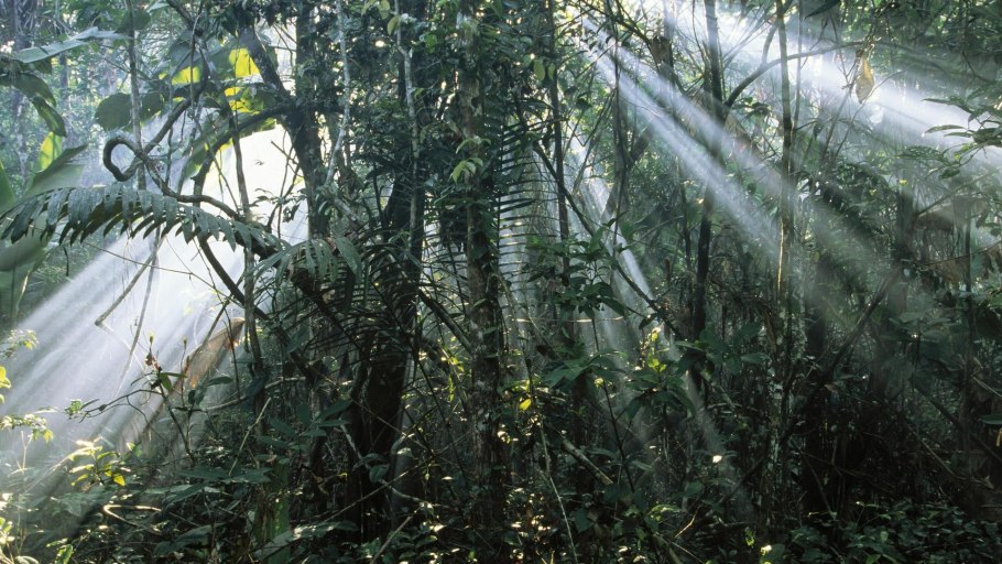 Дождь в джунглях