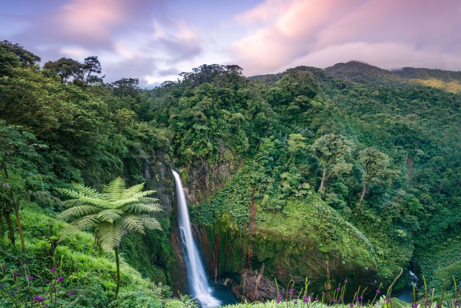 Тропикал Рейнфорест