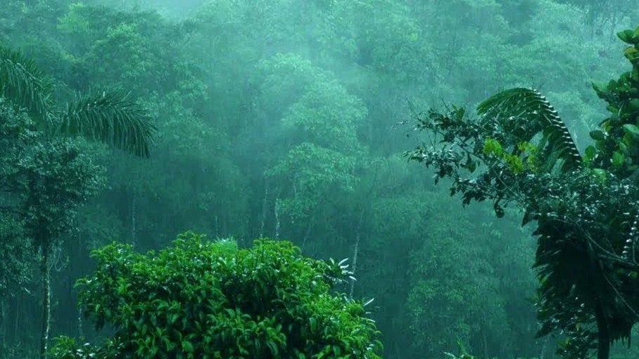 Верхний ярус тропического леса