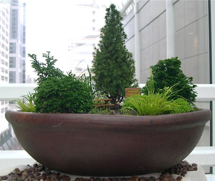 Мини Кипарис в горшке