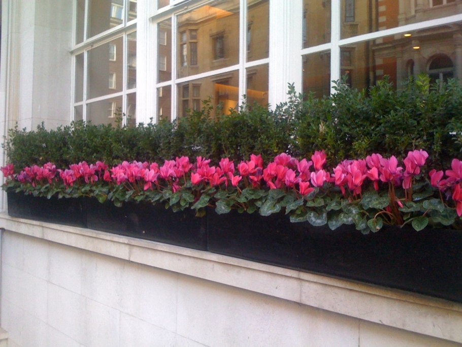 Рассада цветов для балкона