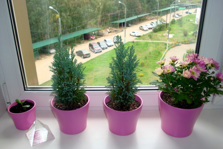 Гранат карликовый