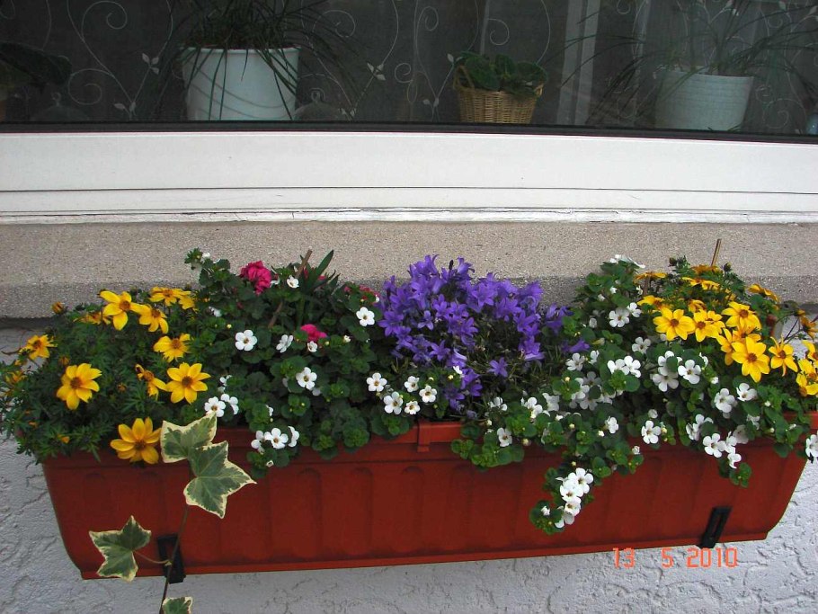 Лобелия бархатцы герань