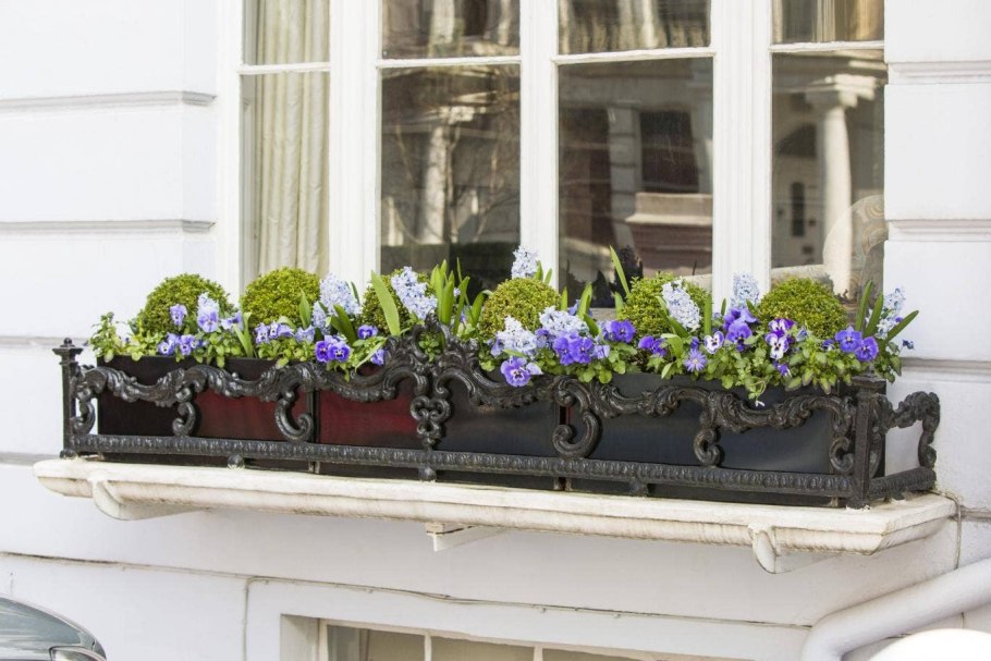 Пеларгония зональная в балконном ящике