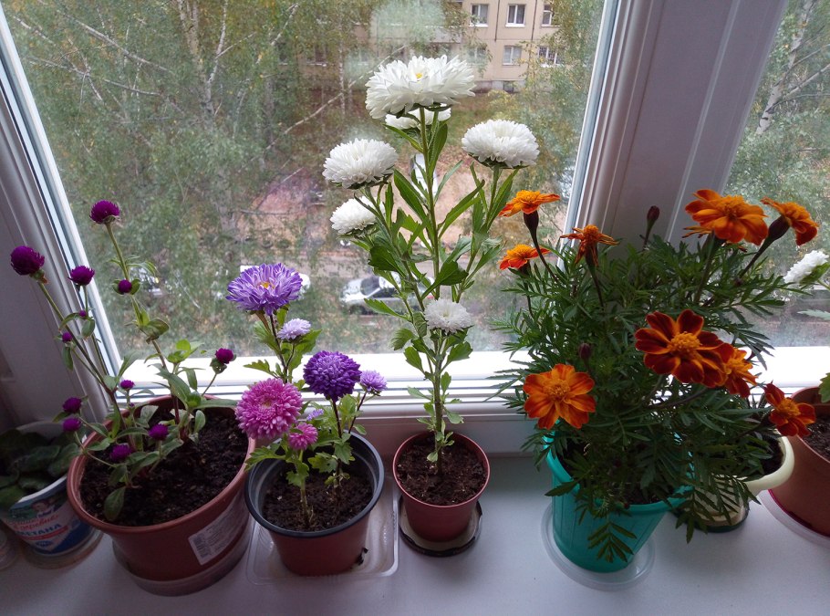 Астра в горшке