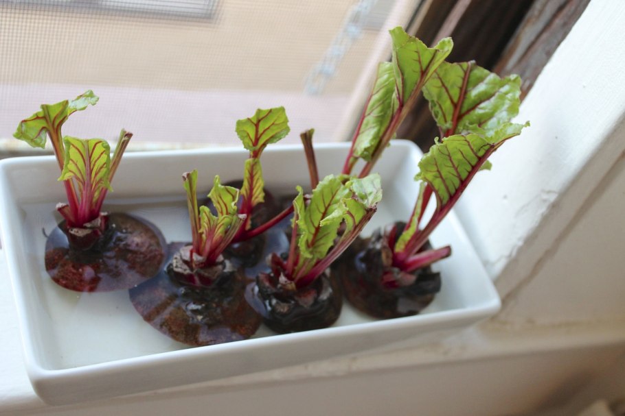 Овощи на подоконнике