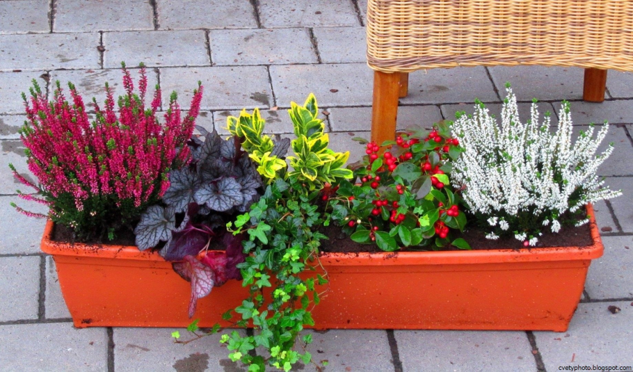 Цветы для детей