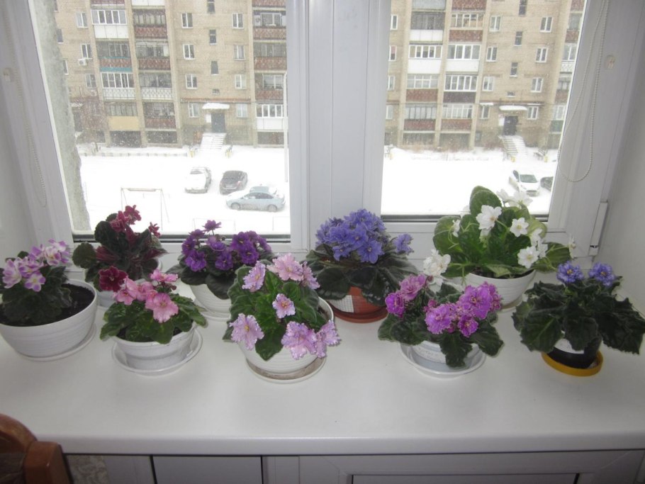 Сенполия узамбарская фиалка на подоконнике