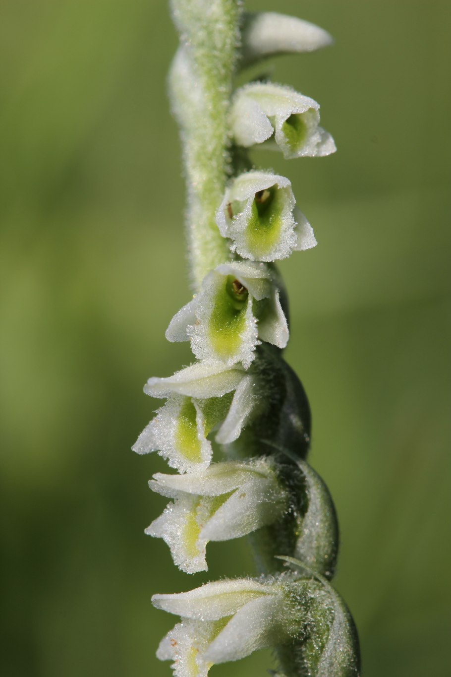 Spiranthes sinensis