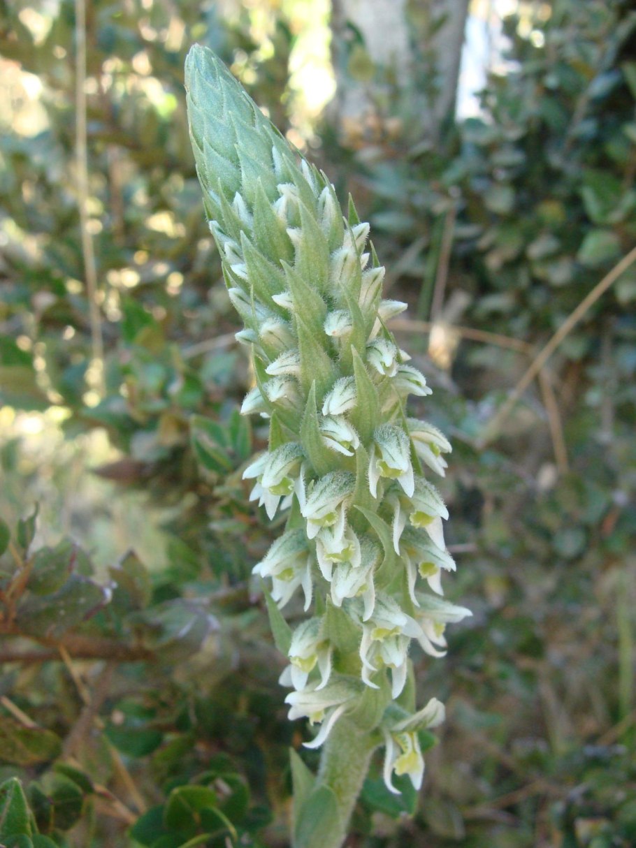 Spiranthes cernua