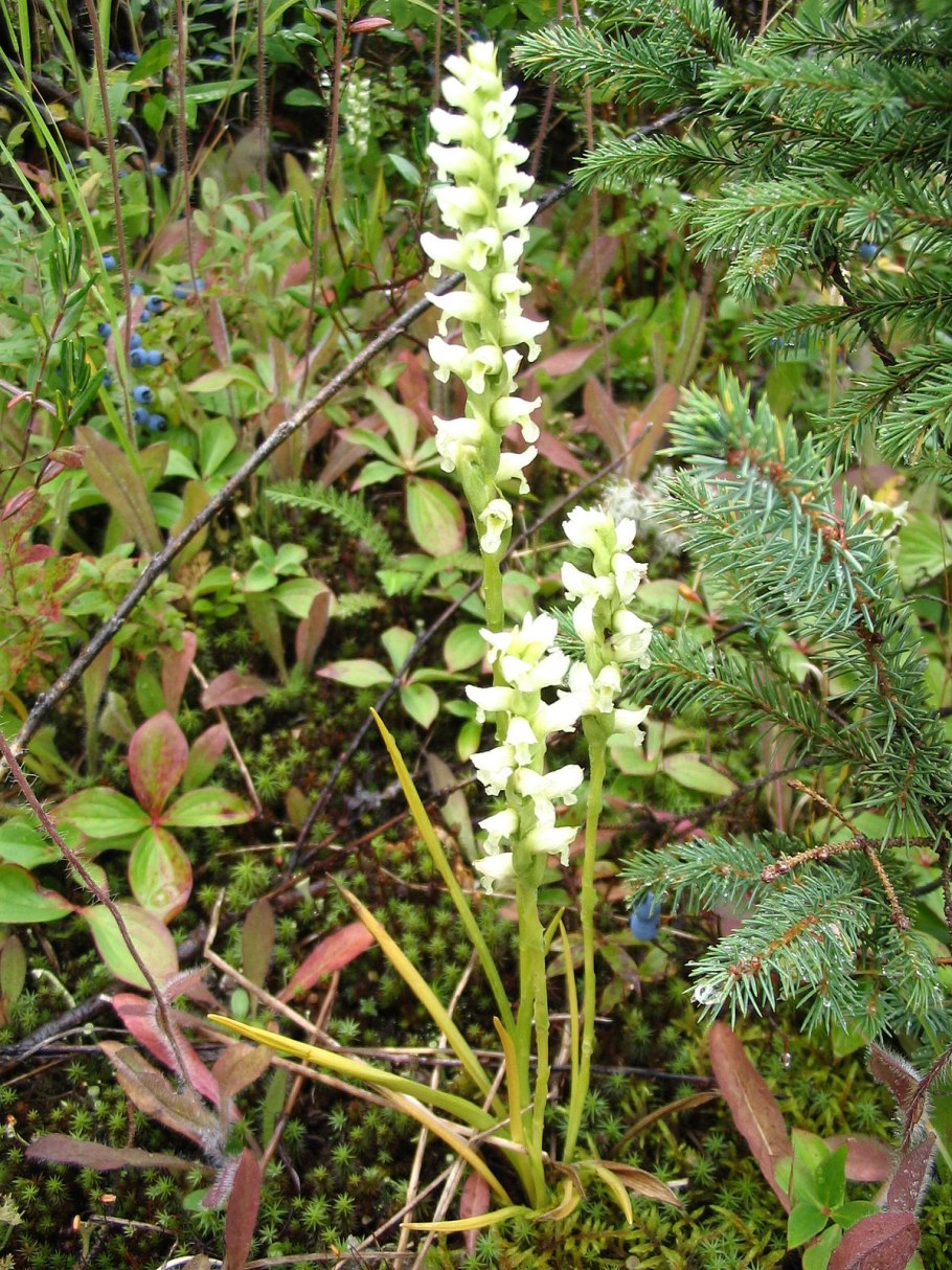Listera ovata