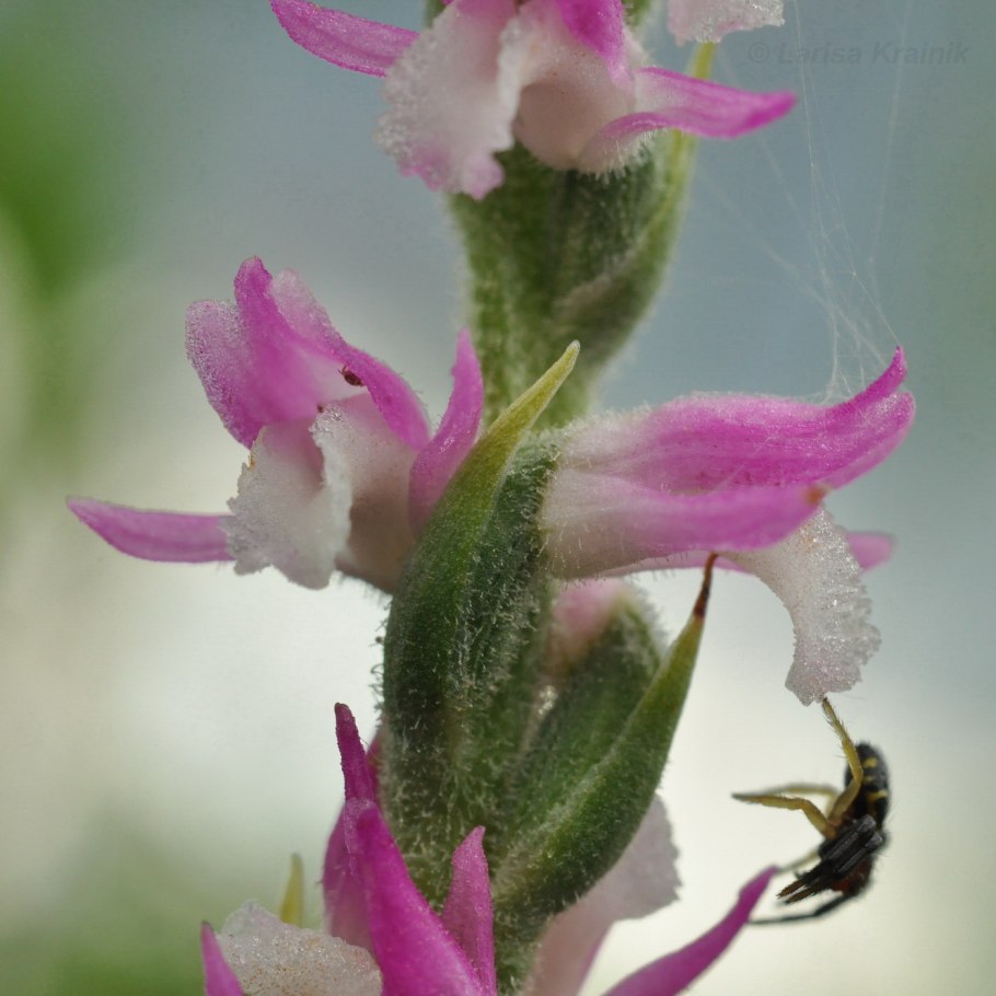 Spiranthes Chadd-s Ford