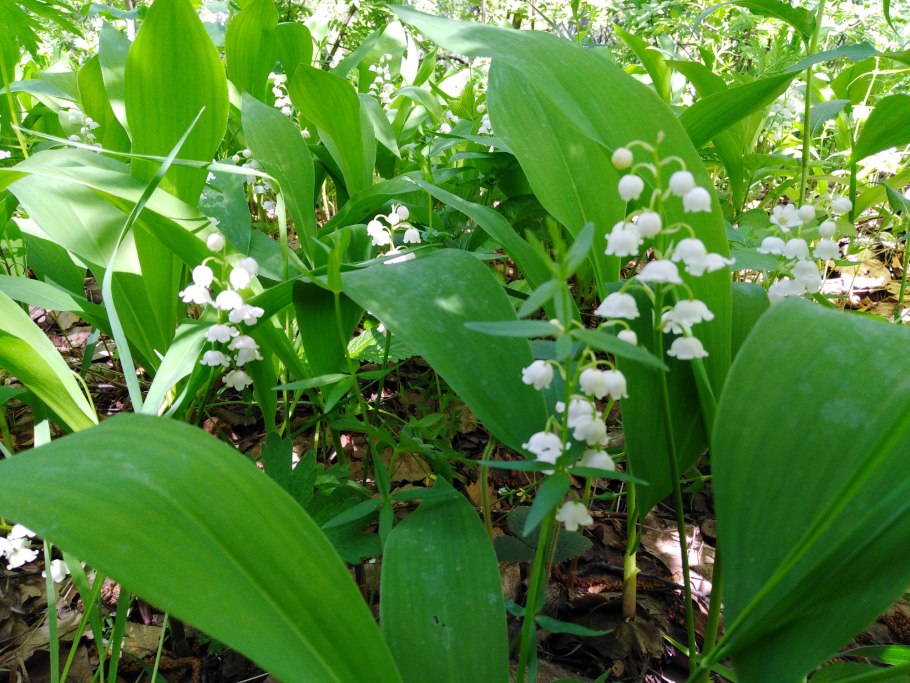Spiranthes odorata