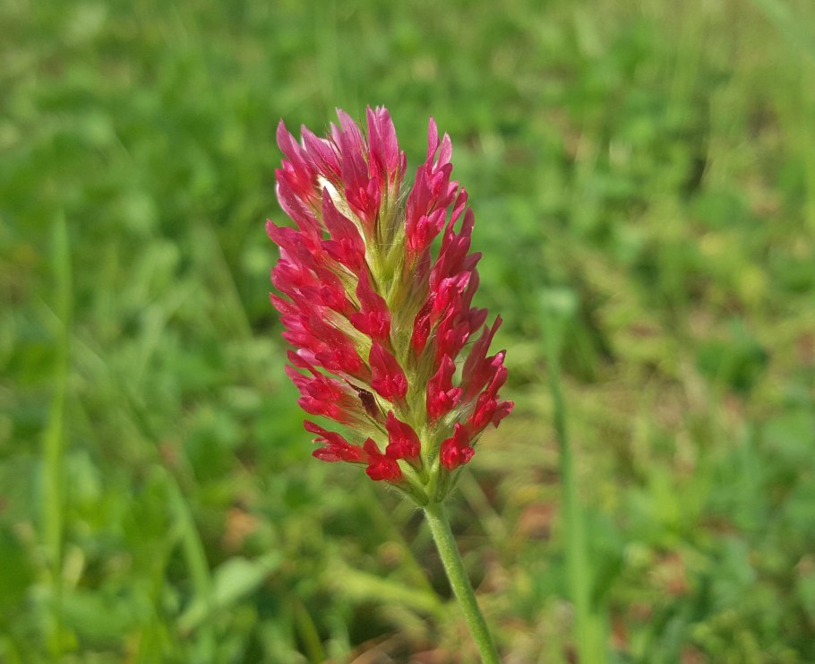Spiranthes incurva.