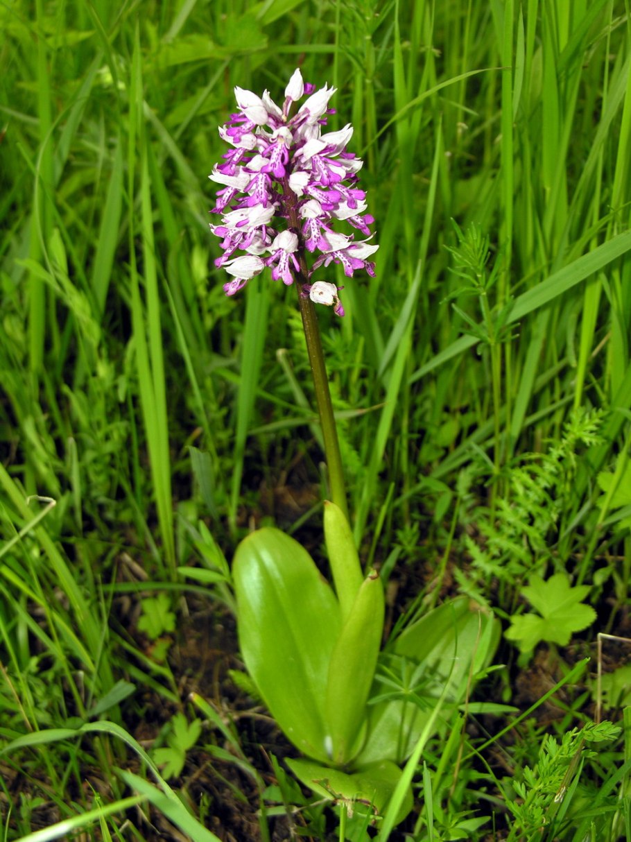 Spiranthes spiralis