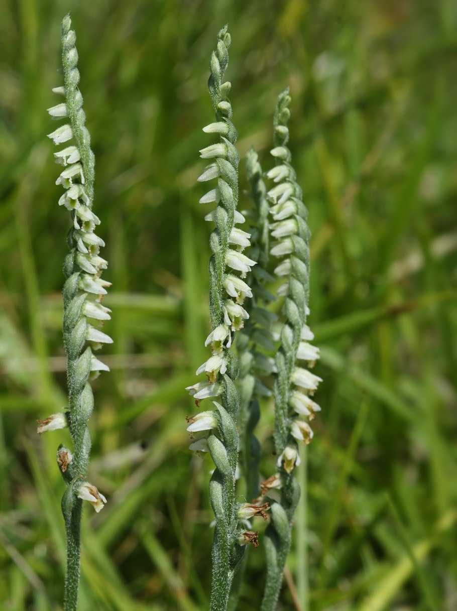 Spiranthes cernua