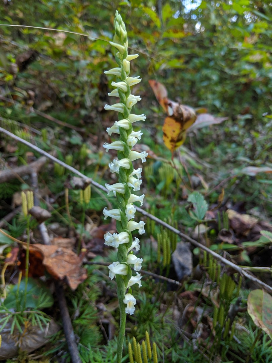 Spiranthes cernua