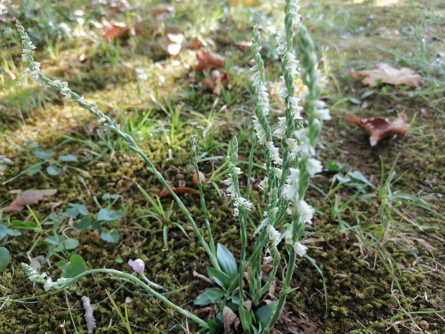 Brachystele bracteosa