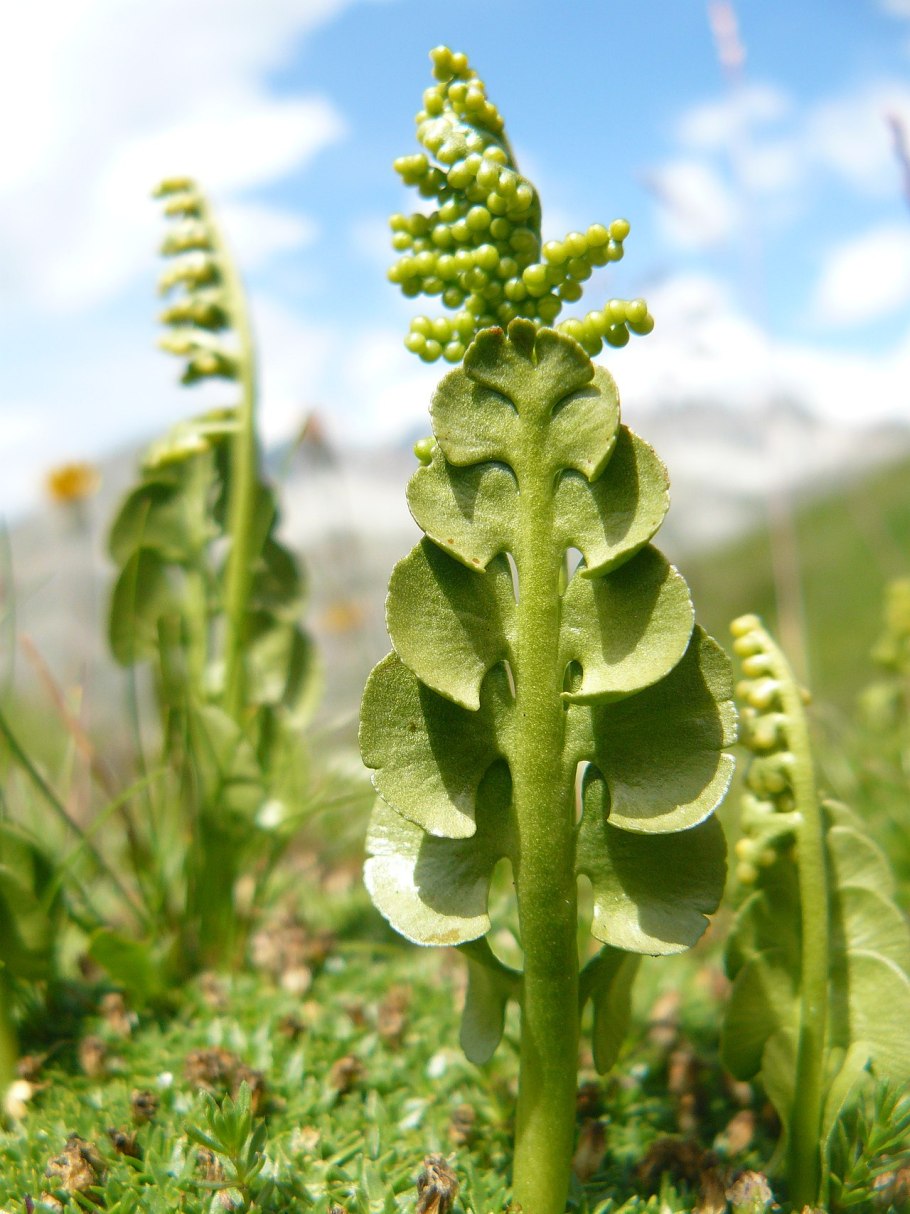 Пальчатокоренник Майский (Dactylorhiza Majalis)