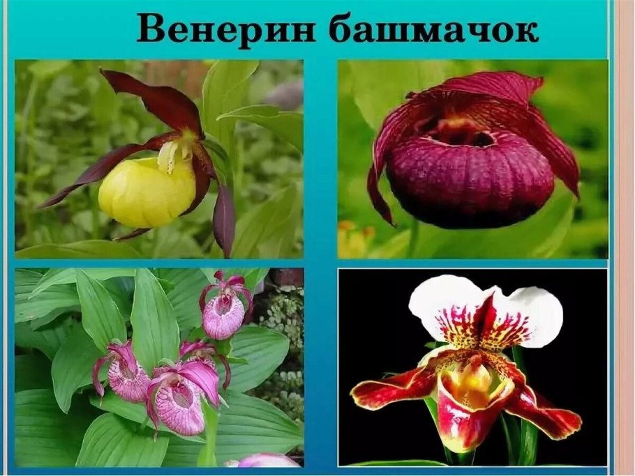 Пыльцеголовник длиннолистный (Cephalanthera longifolia)