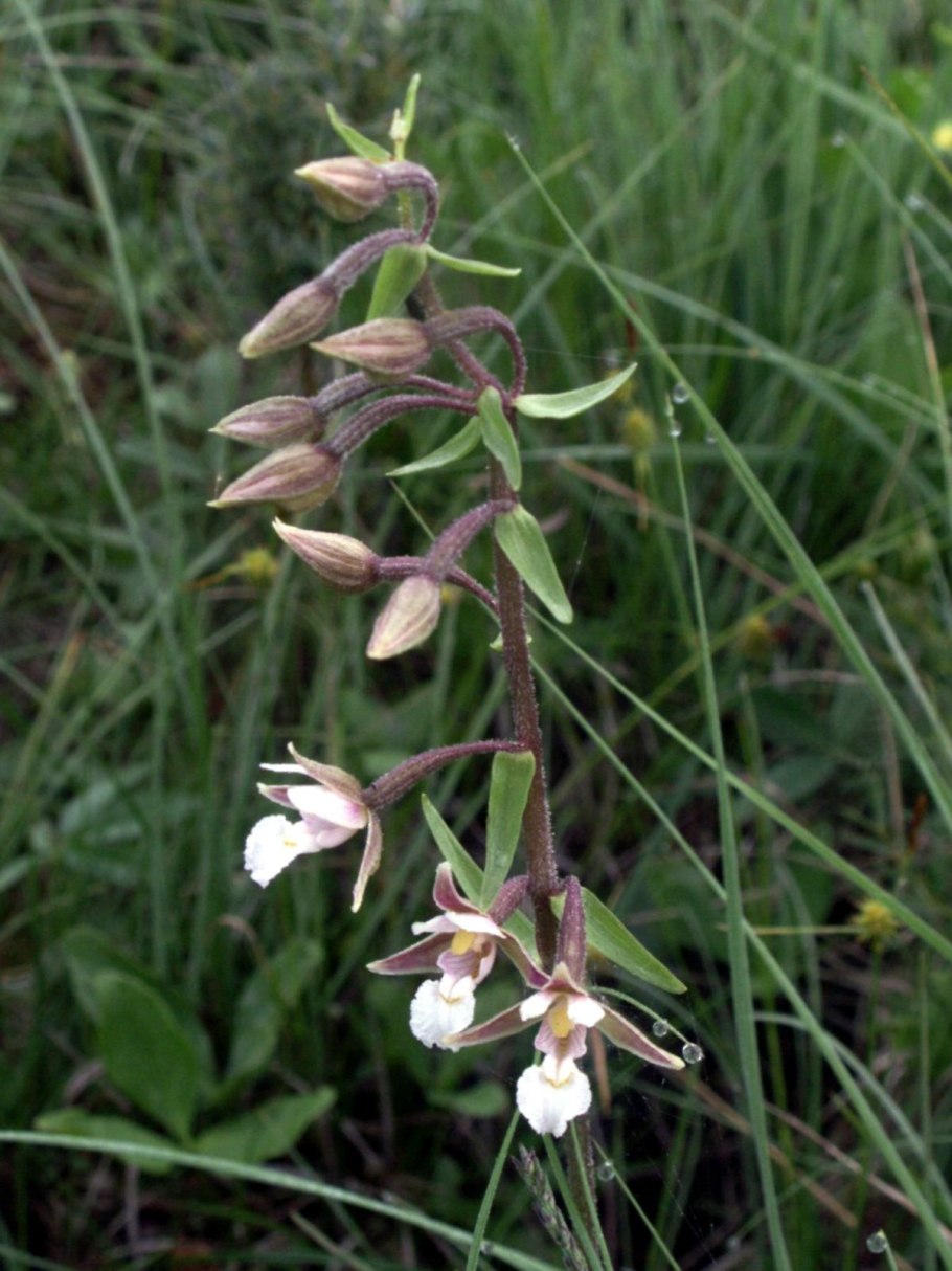Spiranthes cernua