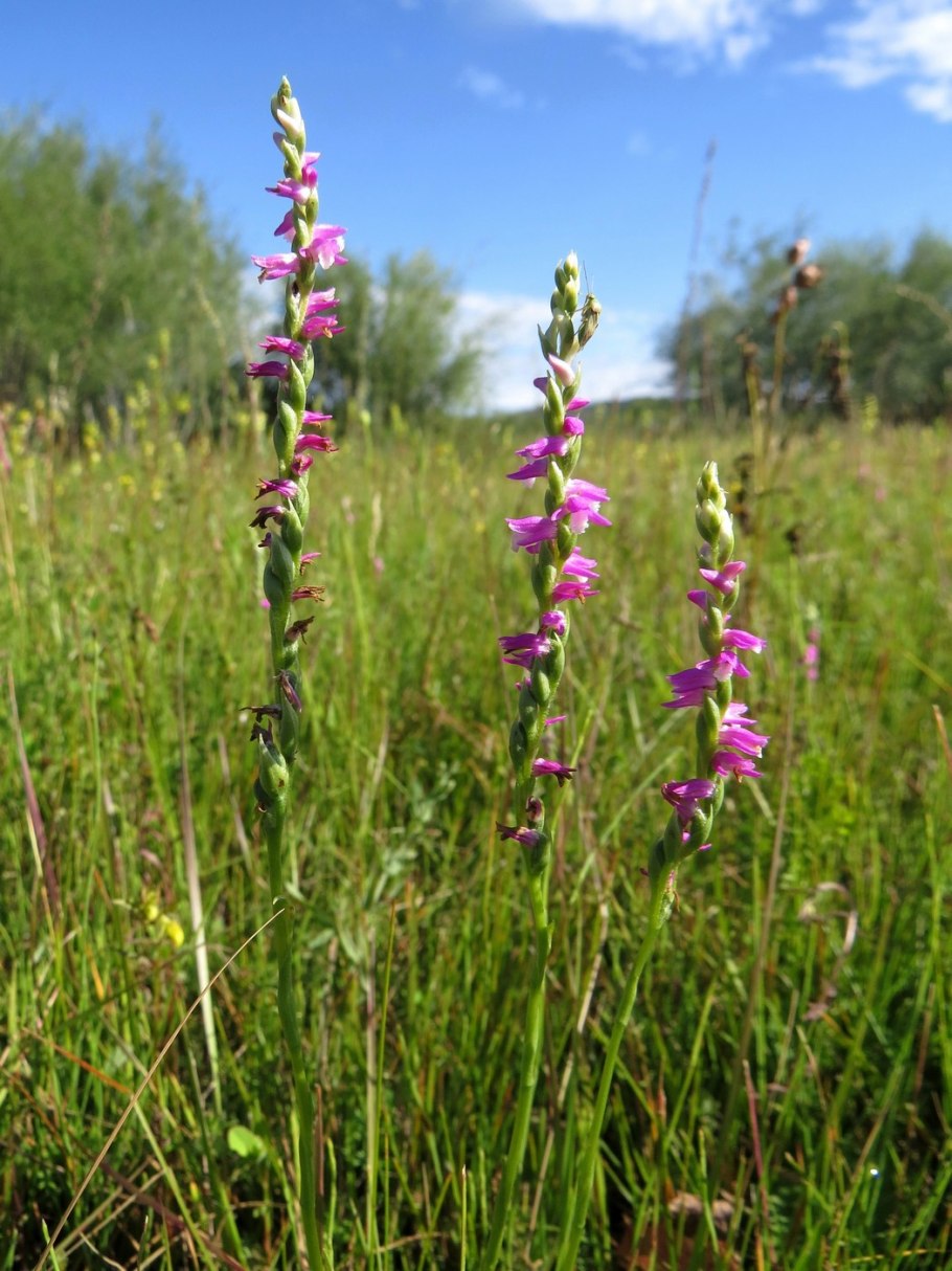 Тайник сердцевидный Listera cordata