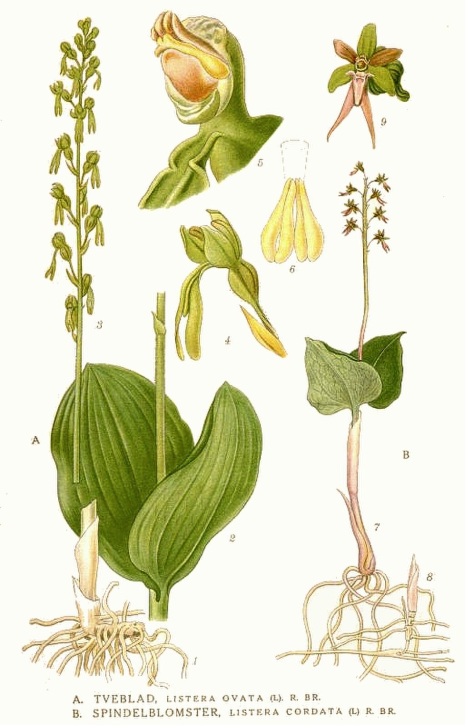 Ландыш Майский (Convallaria Majalis l.)