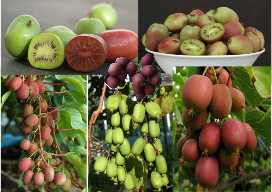 Актинидия purpurea