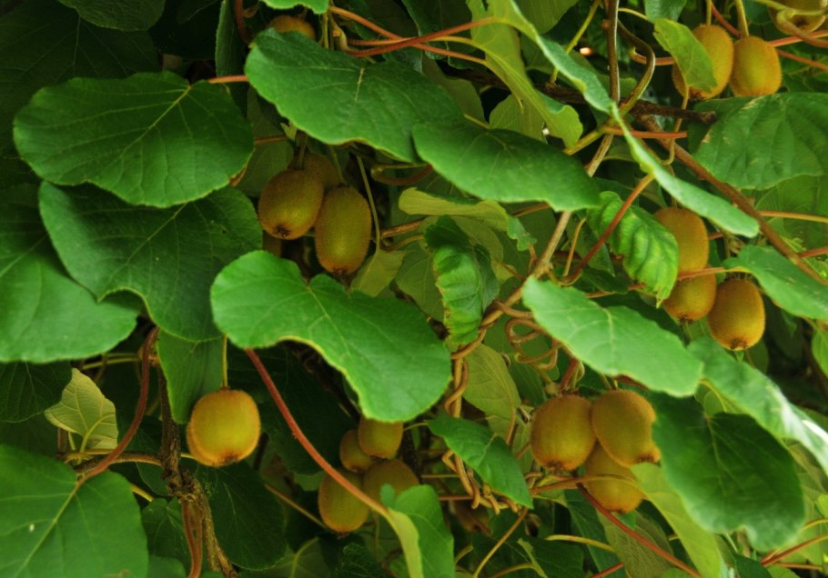 Актинидия аргута Ананасная (Ananasnaya)