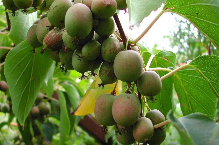 Актинидия аргута иссаи