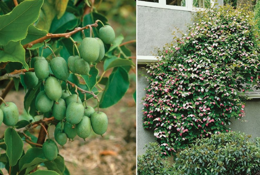 Актинидия аргута иссаи