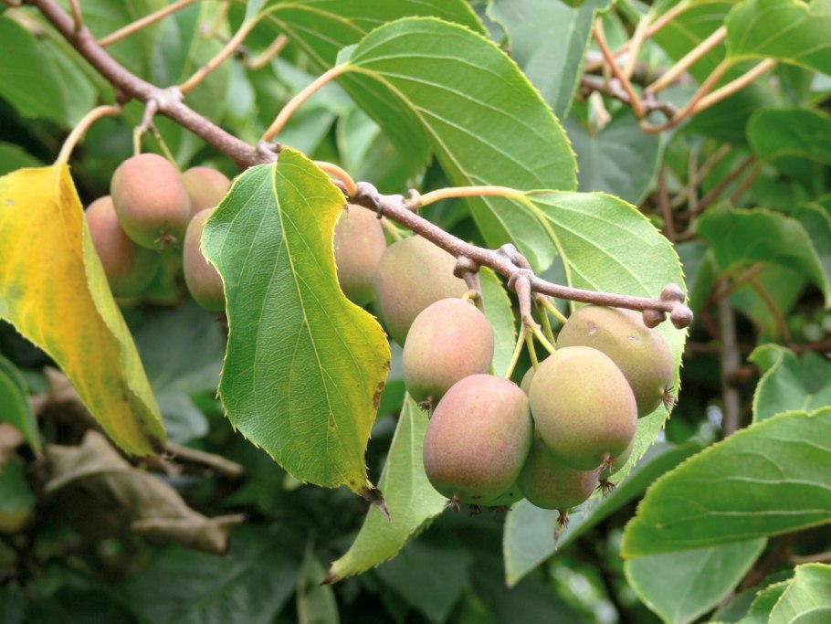 Актинидия аргута Ананасная (Ananasnaya)