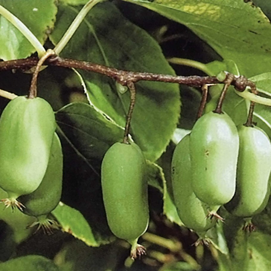 Актинидия аргута джамбо