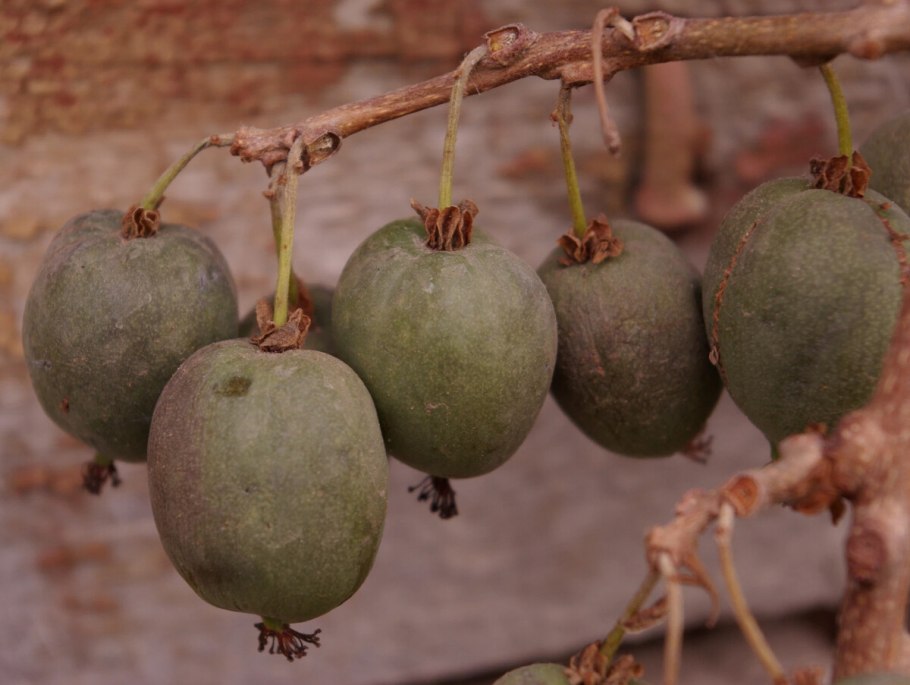 Актинидия аргута