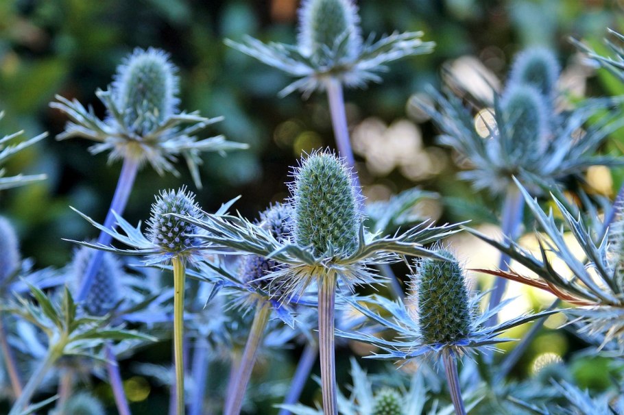 Синеголовник Eryngium alpinum