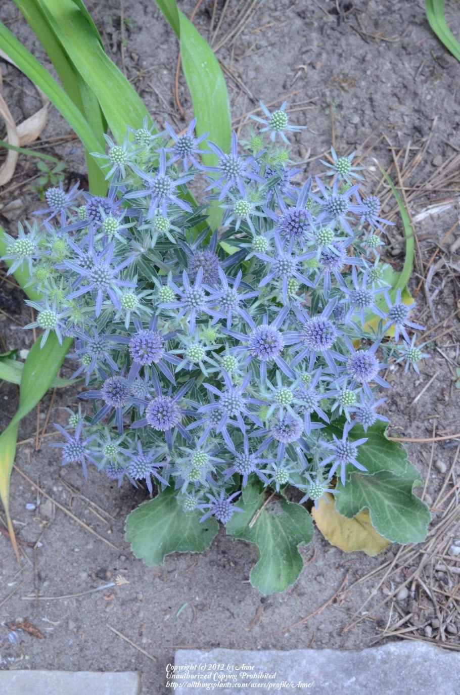 Синеголовник эрингиум