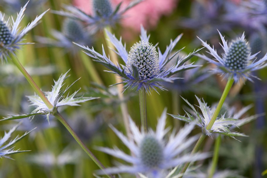 Eryngium variifolium