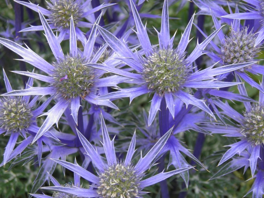 Синеголовник плосколистный Eryngium Planum