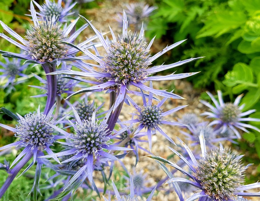 Синеголовник (Eryngium)