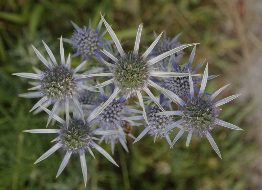 Синеголовник плосколистный