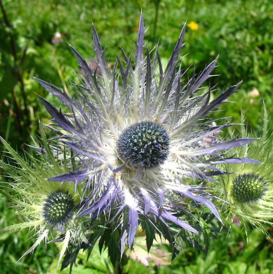 Синеголовник плосколистный Eryngium Planum
