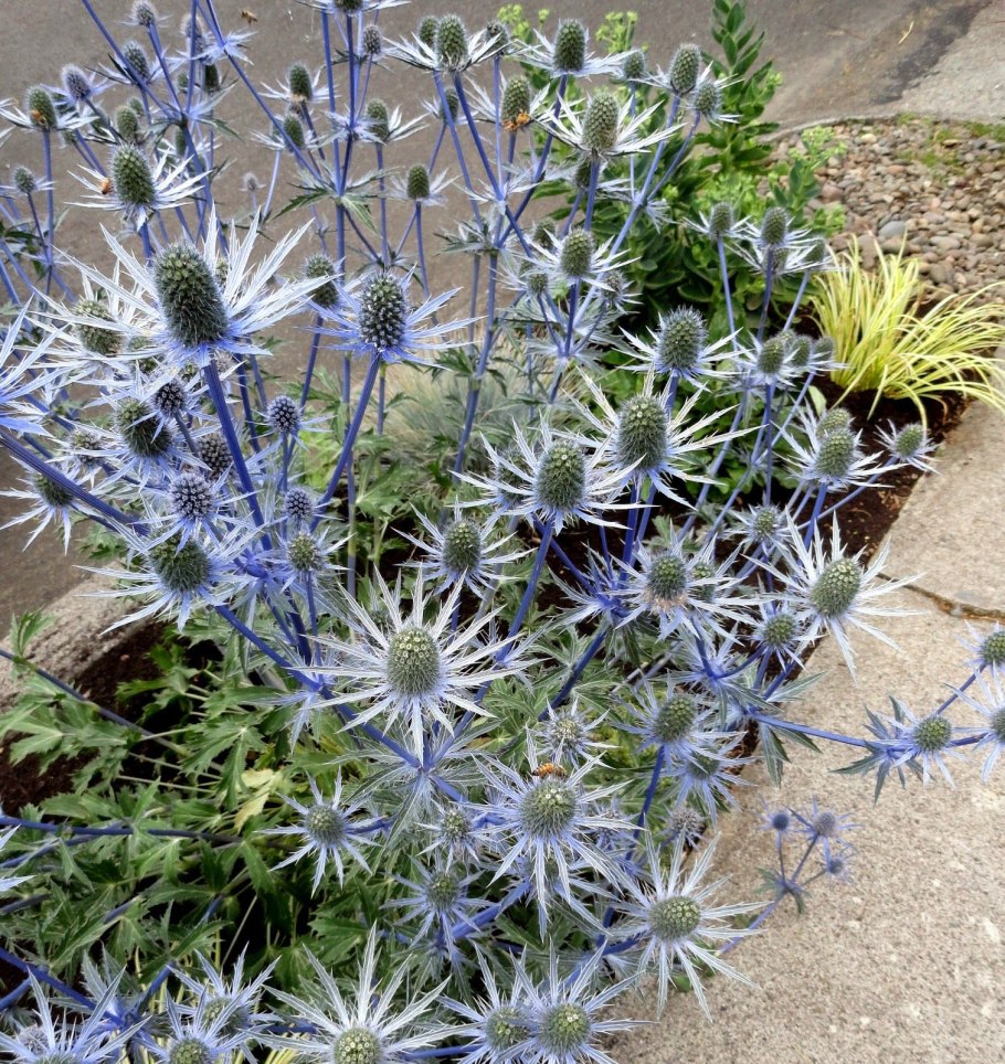 Синеголовник Альпийский