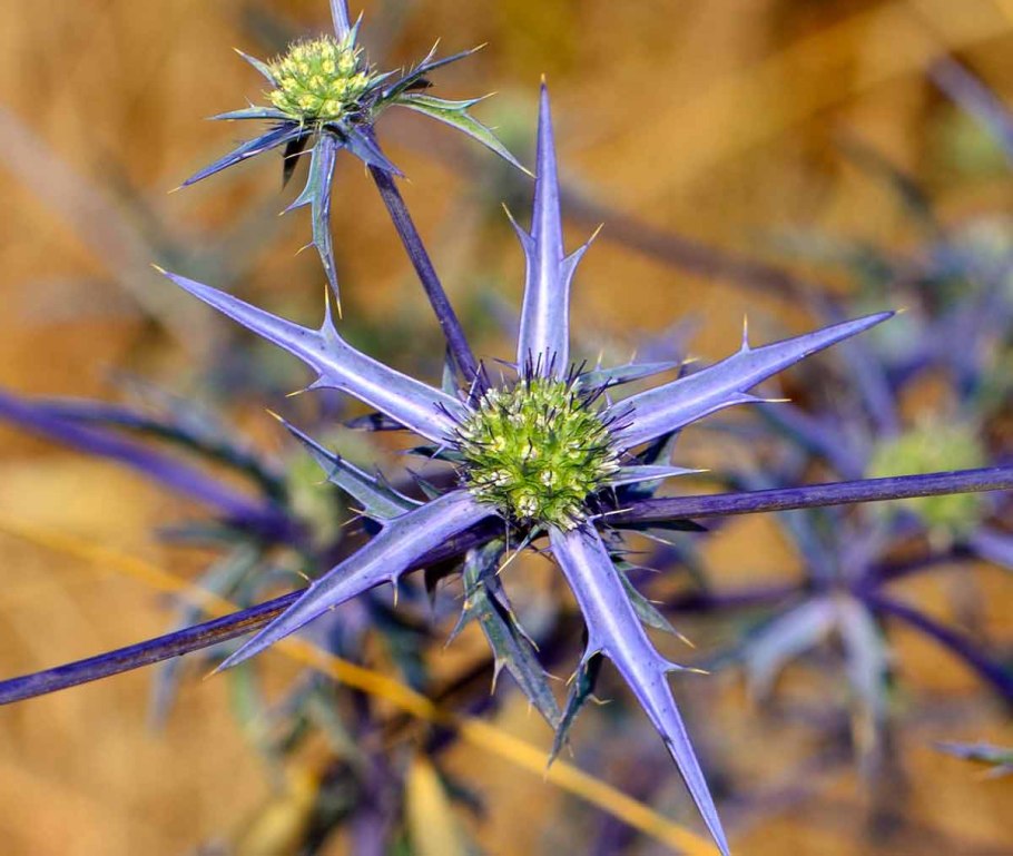 Синеголовник Альпийский 'Blue Star'