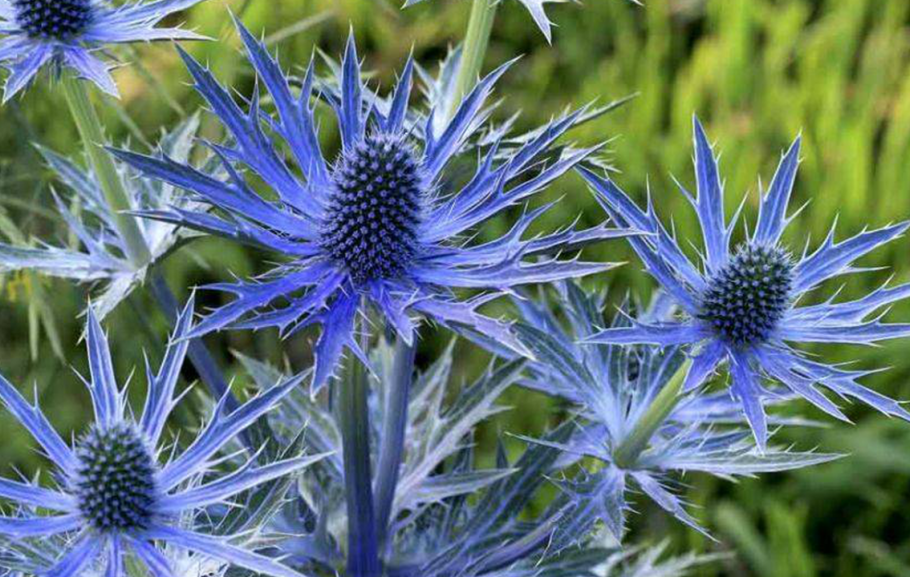 Синеголовник (Eryngium)