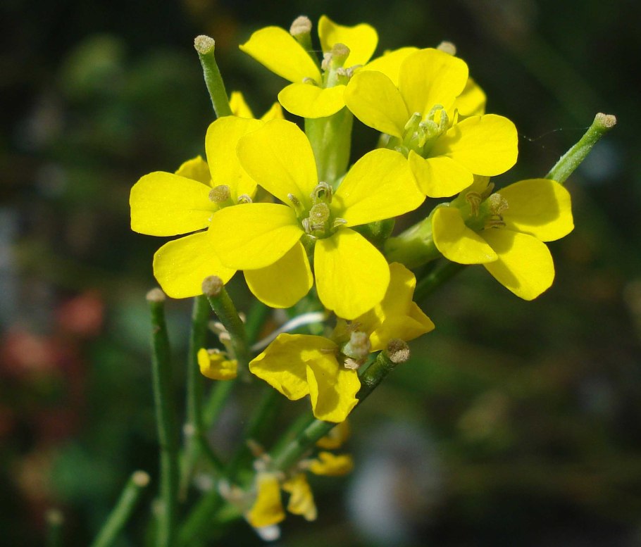 Erysimum kykkoticum