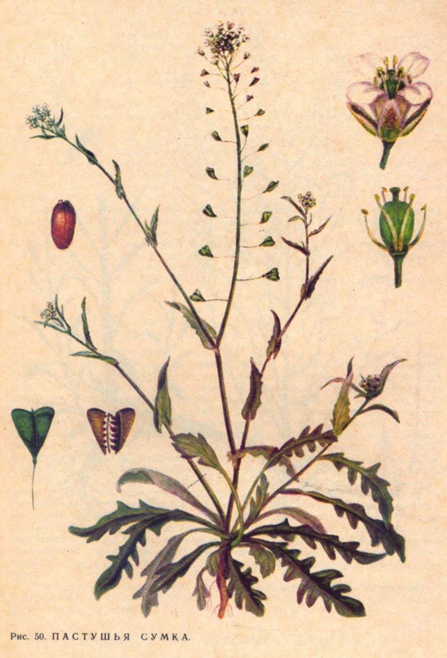 Пастушья сумка обыкновенная