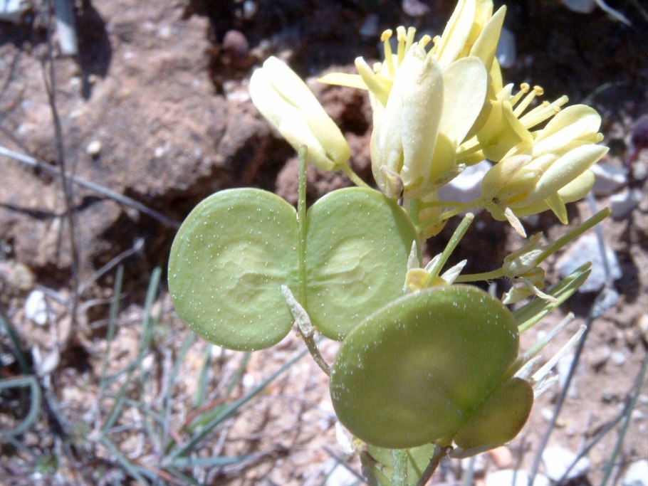 Соцветие кисть