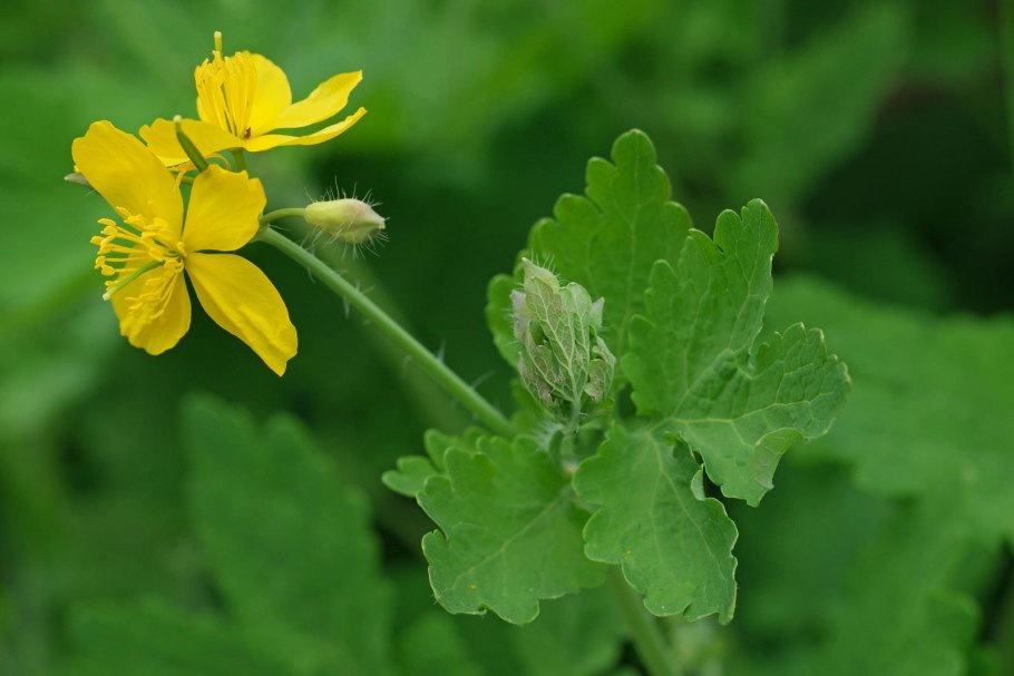 Соцветие крестоцветных растений