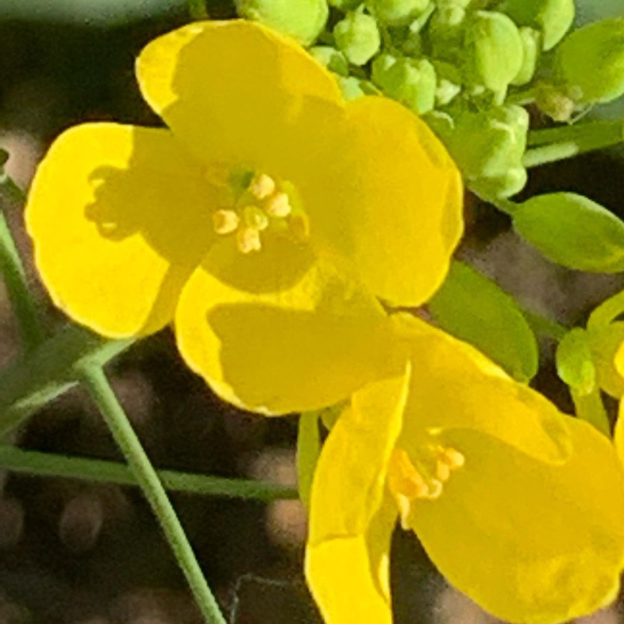 Список галлюциногенных растений